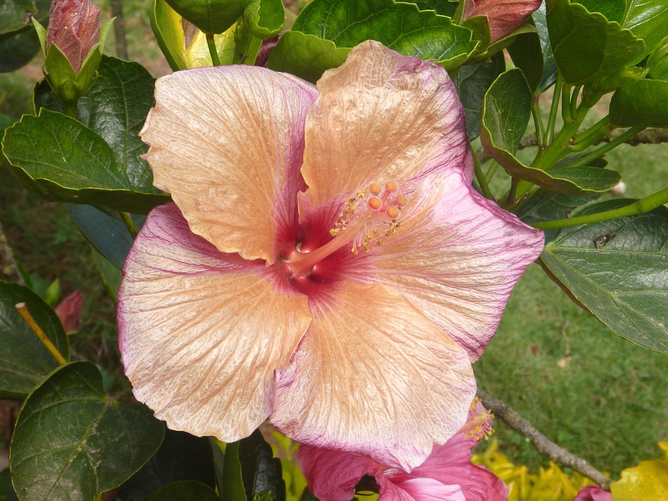 Bloom blossom color