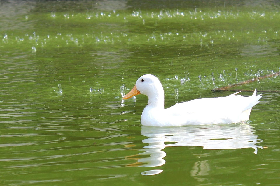 Animal aquatic bird beak