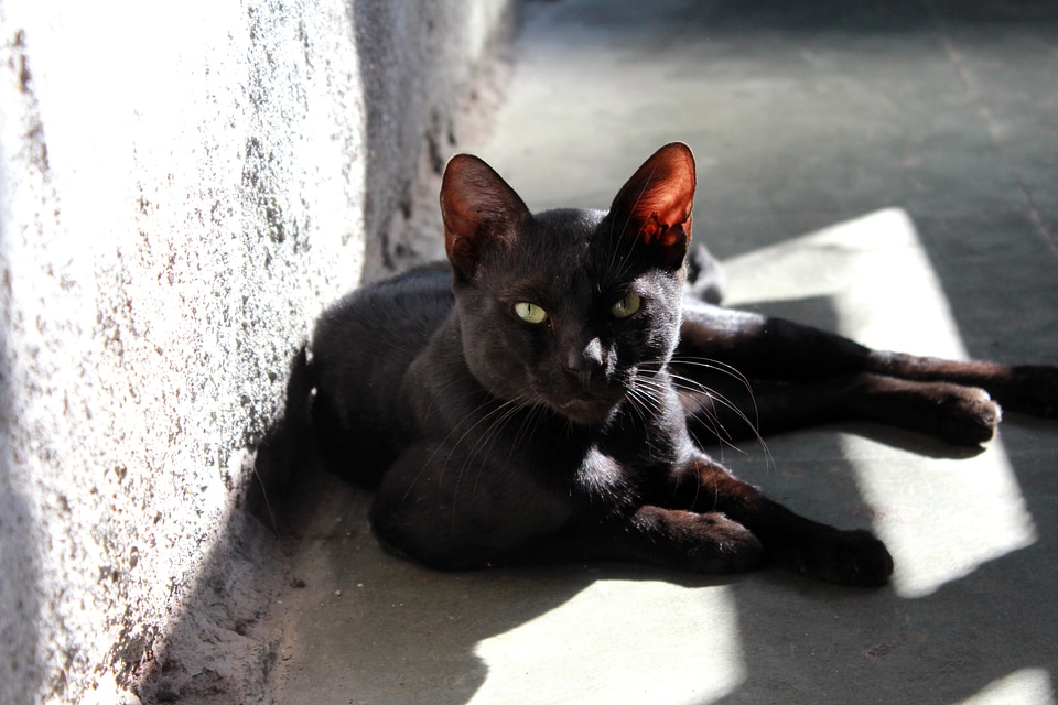 Adorable animal black