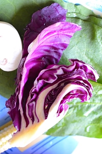 Cabbage color colorful