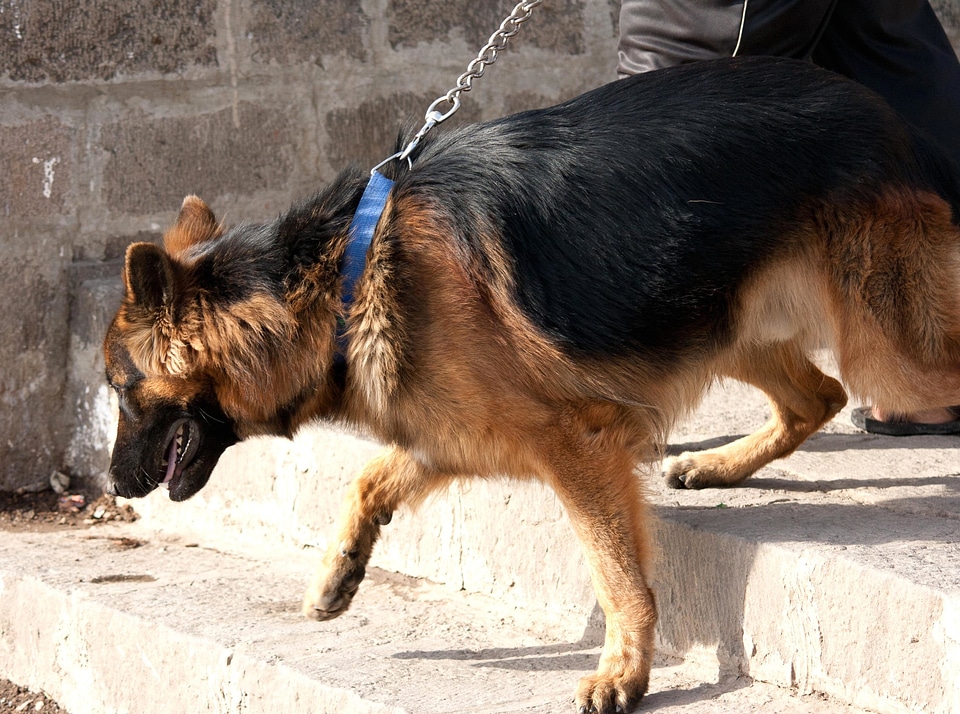 Animal canine carnivore