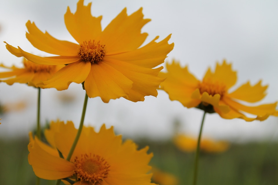 Blooms blossoms blooming