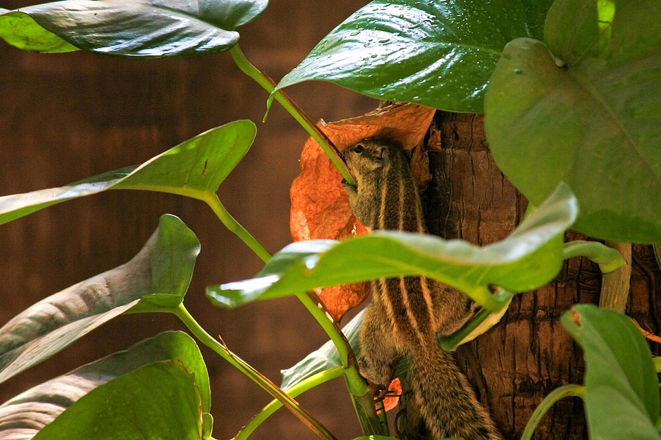 Animal fauna green leaves