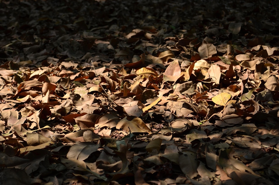 Autumn autumn season brown