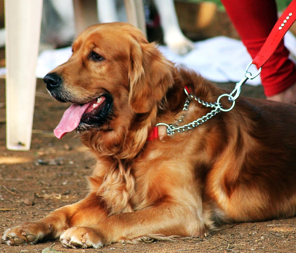 Animal beautiful photo canine