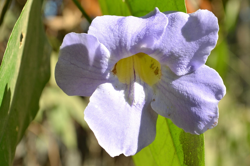 Beautiful Flowers bloom blossom