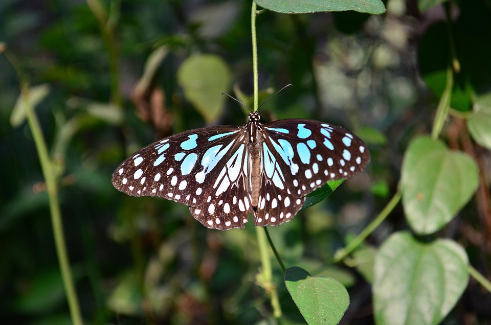 Animal arthropod blue