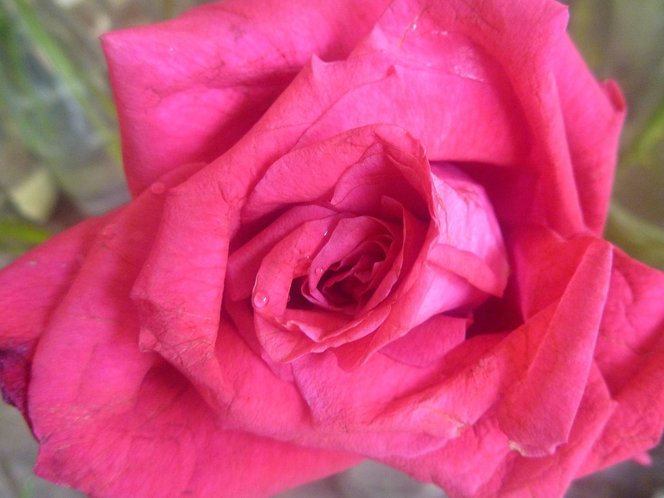 Bloom blossom bouquet