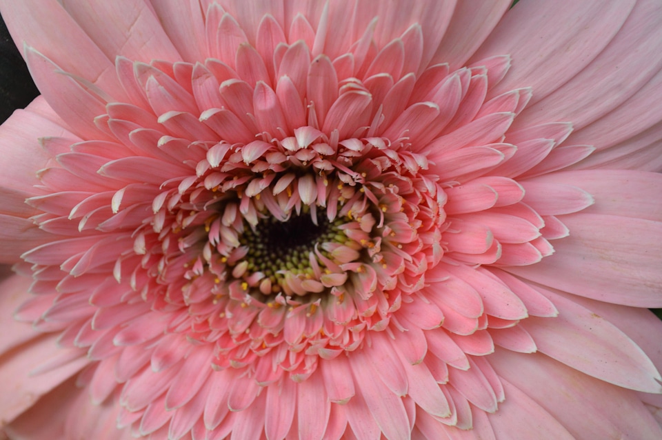 Beautiful Photo bloom blossom