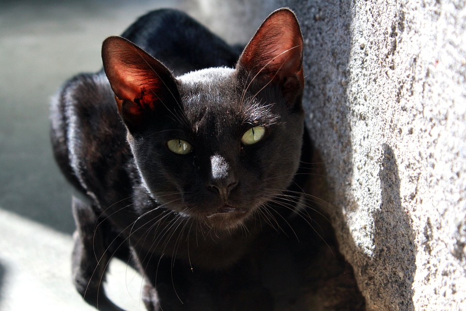 Adorable animal black