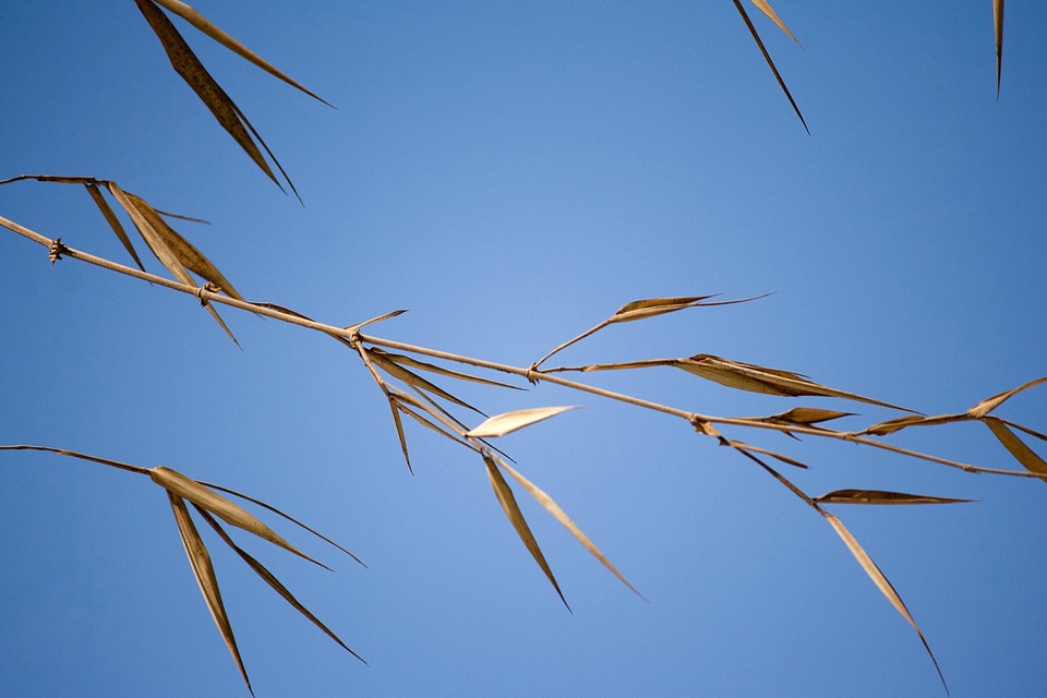Branch color detail