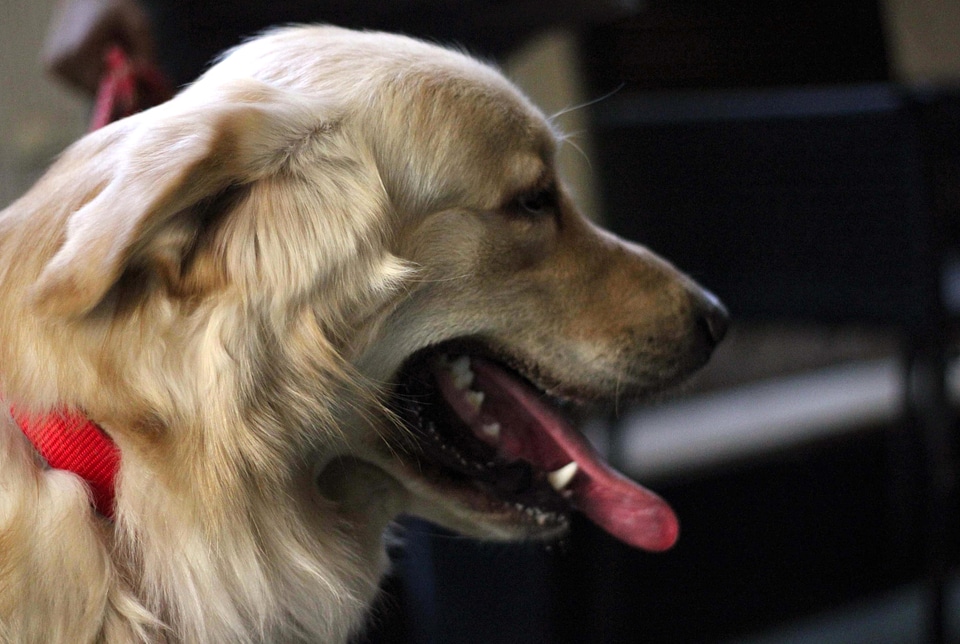 Animal canine carnivore