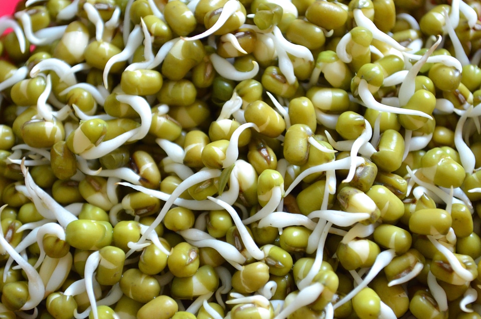 Agriculture bean diet
