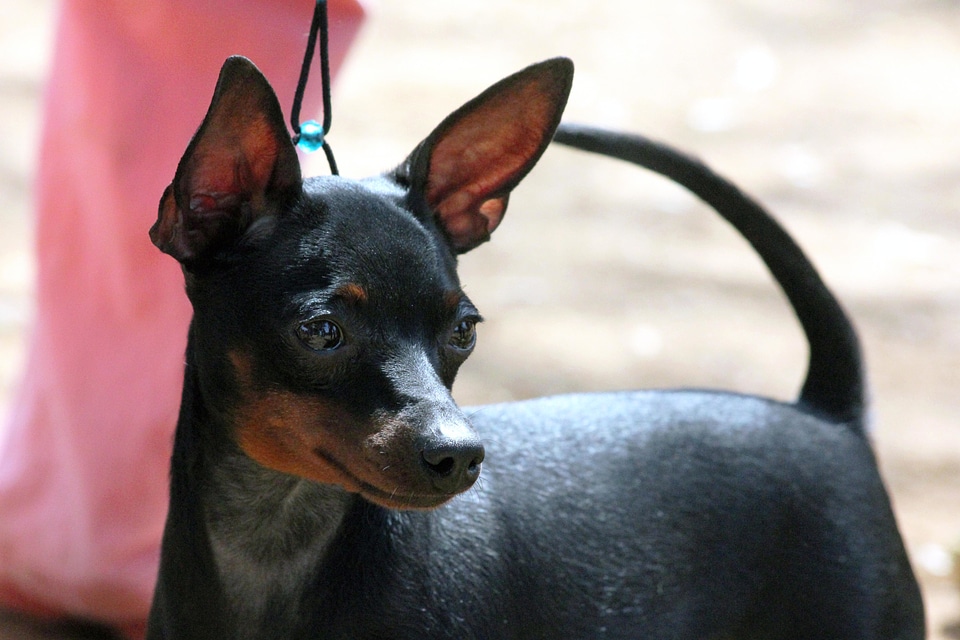 Animal beautiful photo black