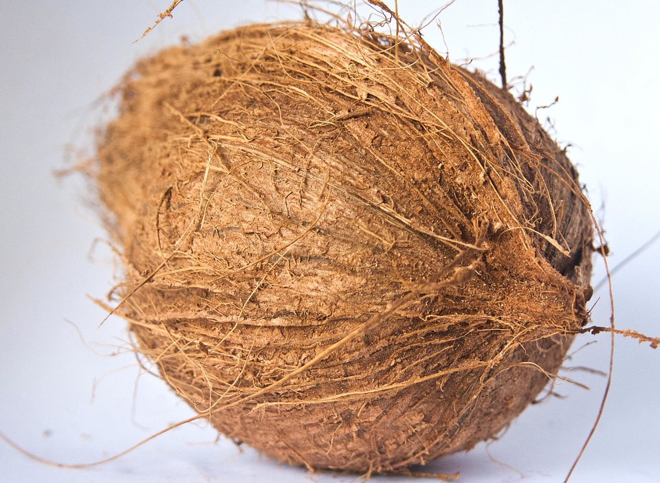 Bark breakfast brown