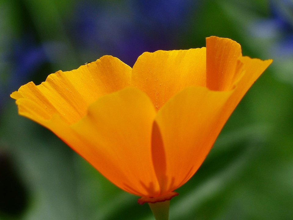 Bloom plant orange