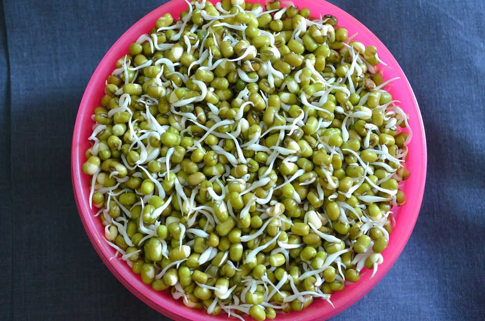 Agriculture bean beans