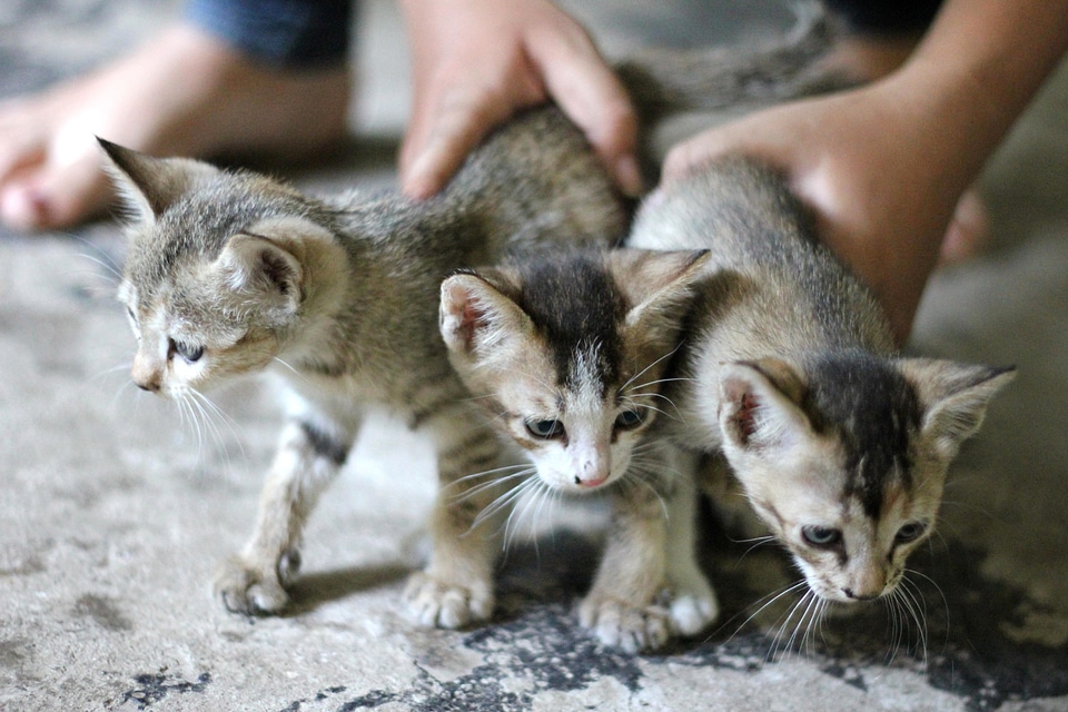 Adorable animal animals
