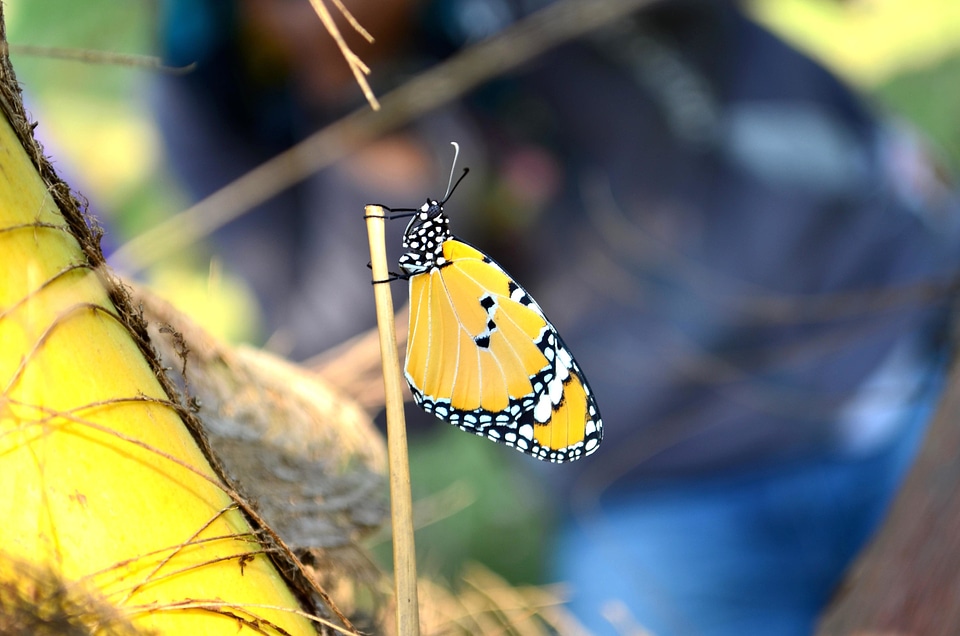 Animal arthropod beautiful image