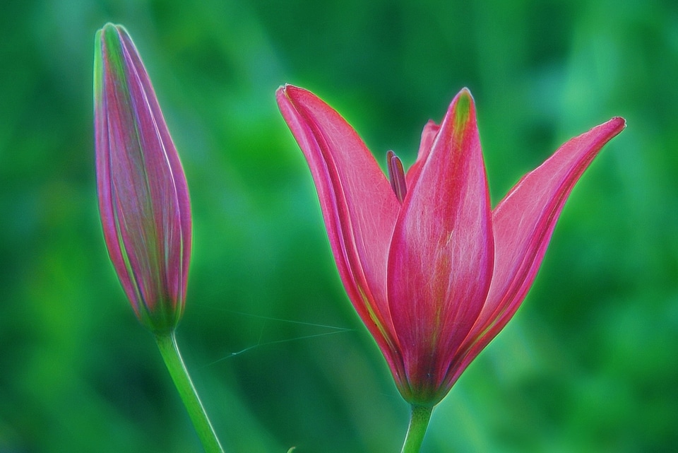 Flower nature plant