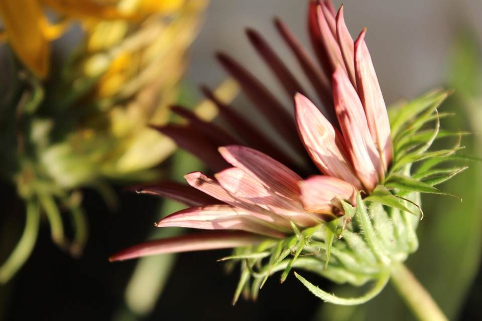 Beautiful Flowers beautiful image beautiful photo