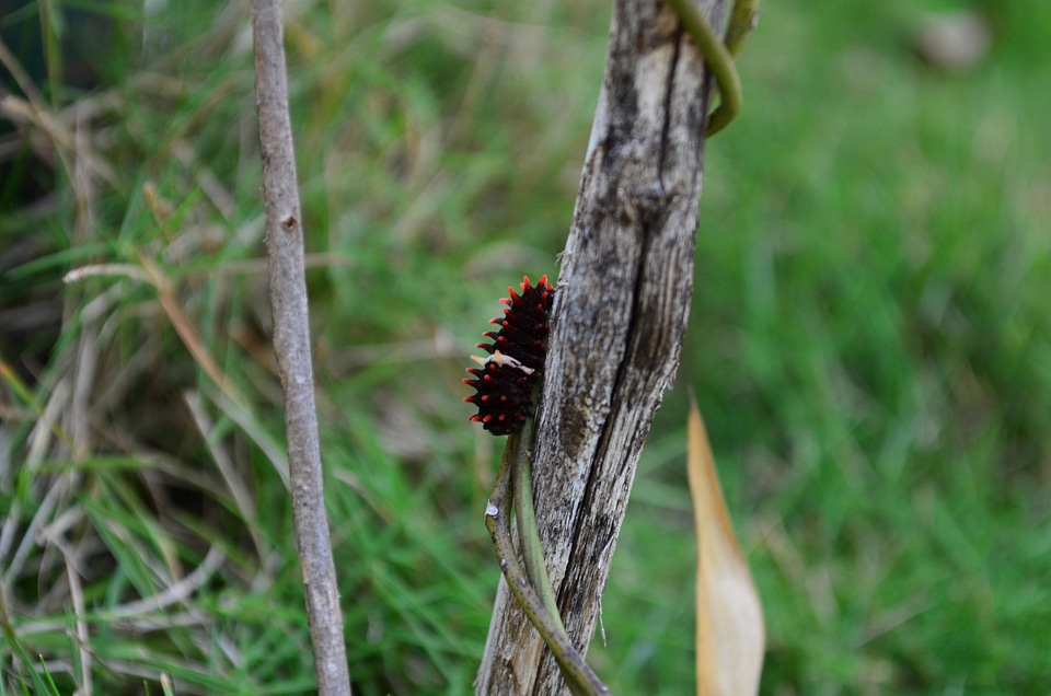 Animal arthropod bug