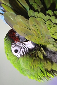 Animal beak beautiful image