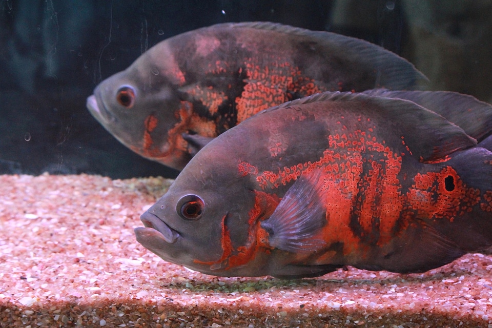 Animal aquarium close
