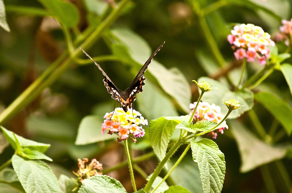 Animal arthropod beautiful flowers