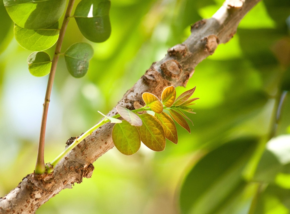 Bark blossom branch