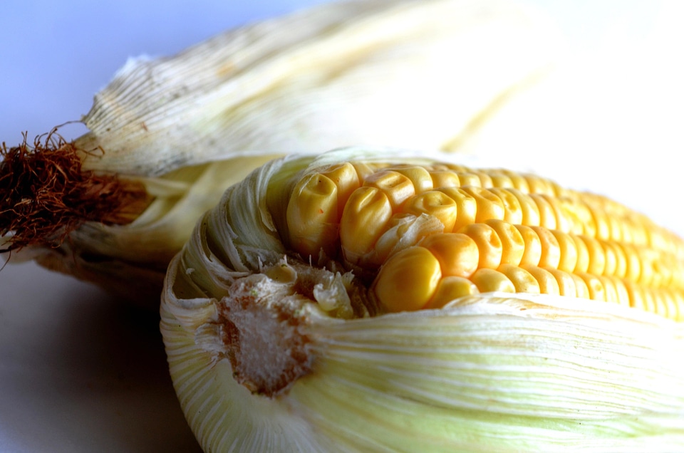 Close corn delicious
