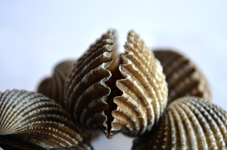 Animal arthropod brown