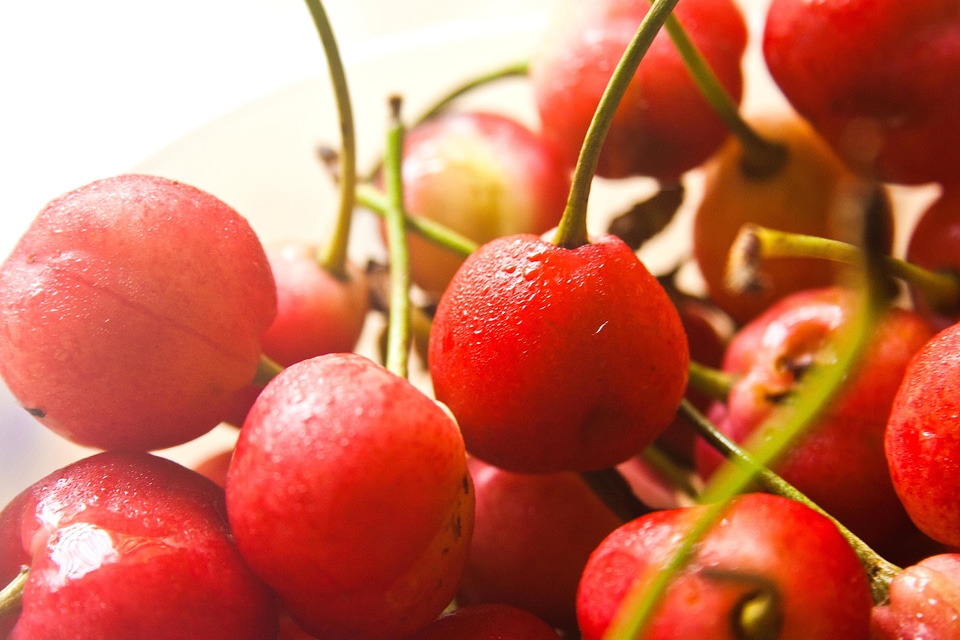 Agriculture berry cherries