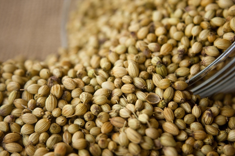 Agriculture bean beans