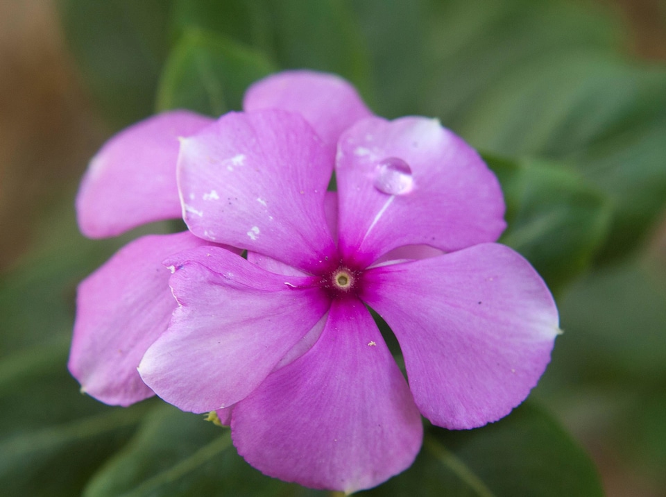 Beautiful Flowers bloom blooming