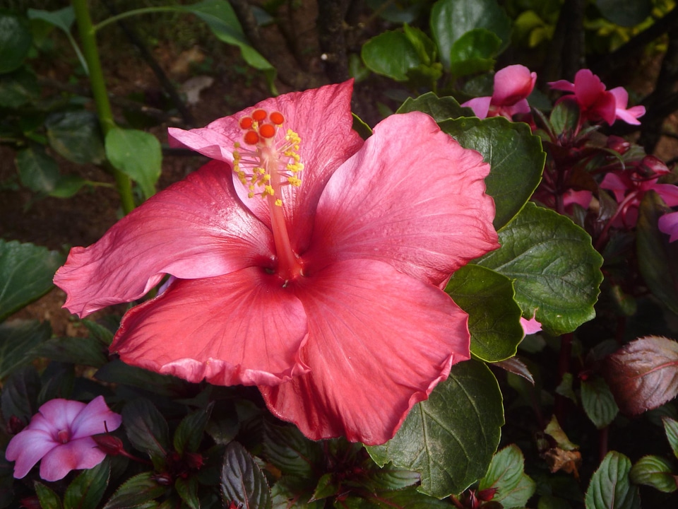Bloom close color