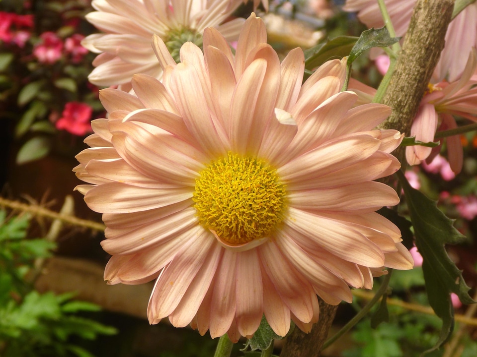 Beautiful Flowers bloom blooming