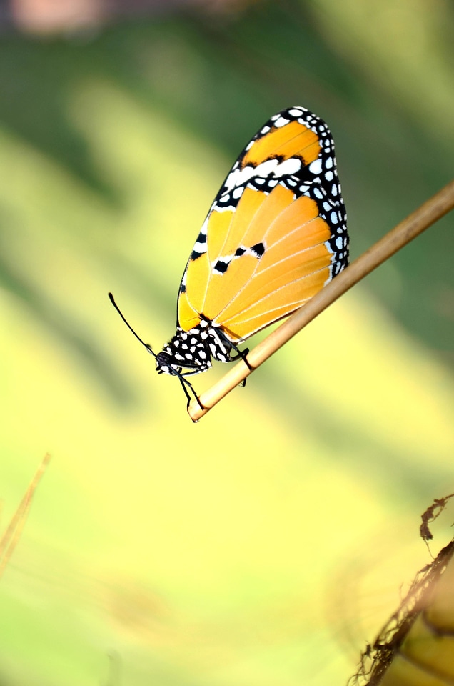 Animal Asclepias tuberosa beautiful image