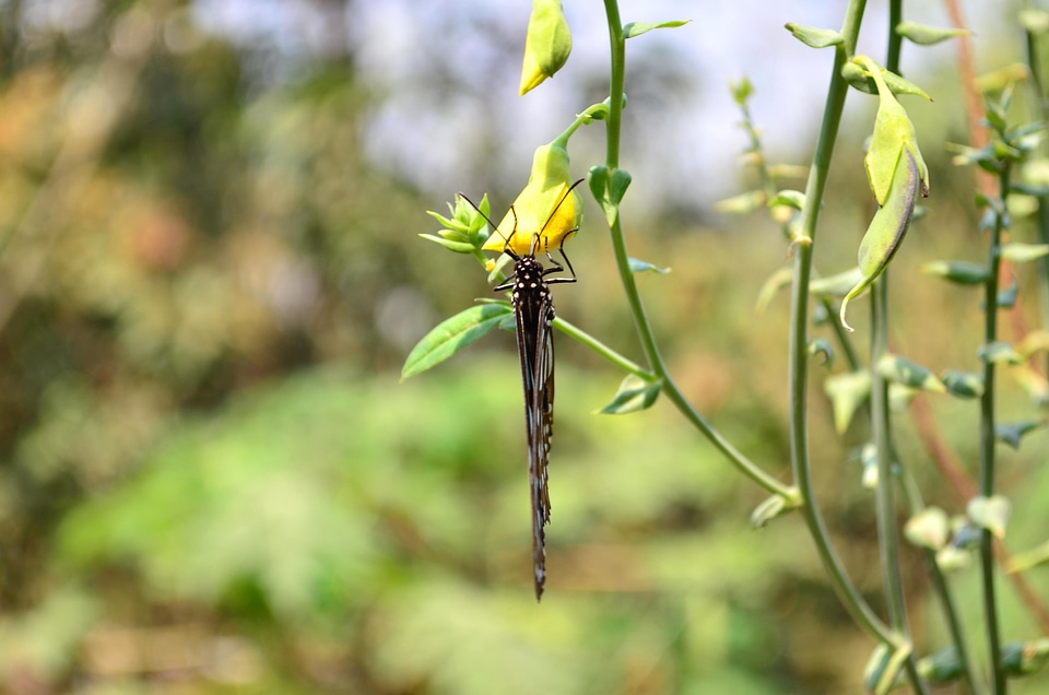 Animal arthropod bug