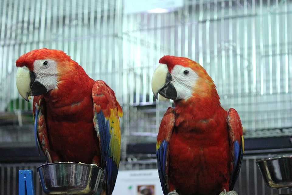 Animal beak bird photo