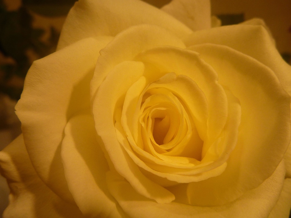 Beautiful Flowers bloom blooming