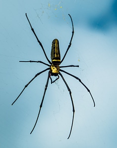 Spider web close up photo