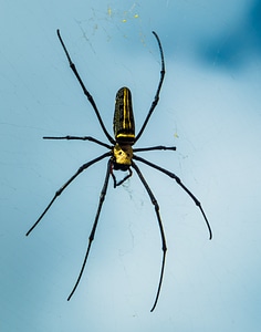 Spider web close up