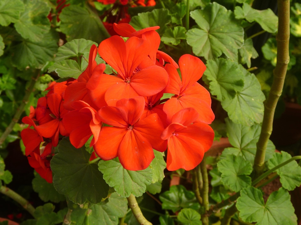 Beautiful Flowers blossom colorful