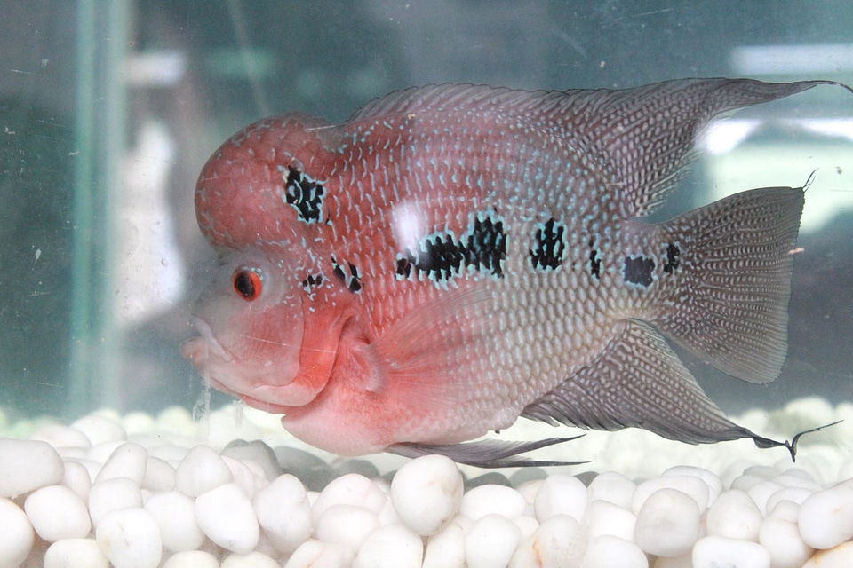 Animal aquarium fauna