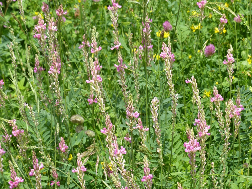 Bloom plant onobrychis viciifolia