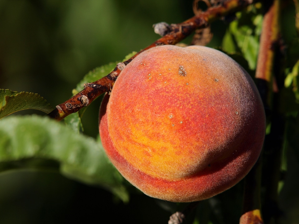 Fruit power fruit tree