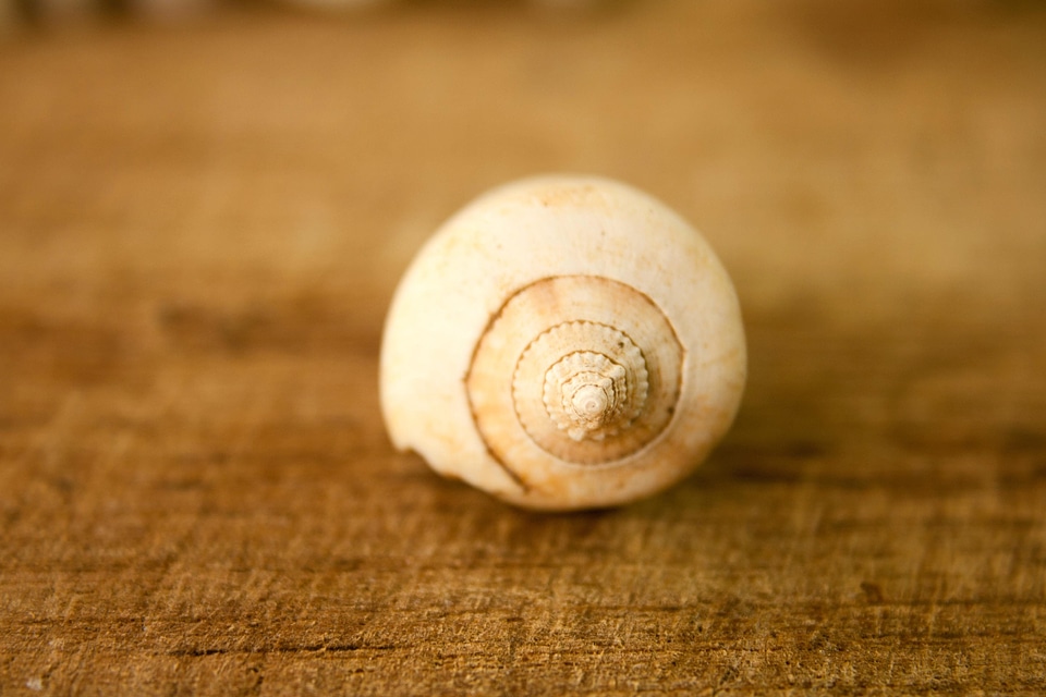 Decoration seashell snail