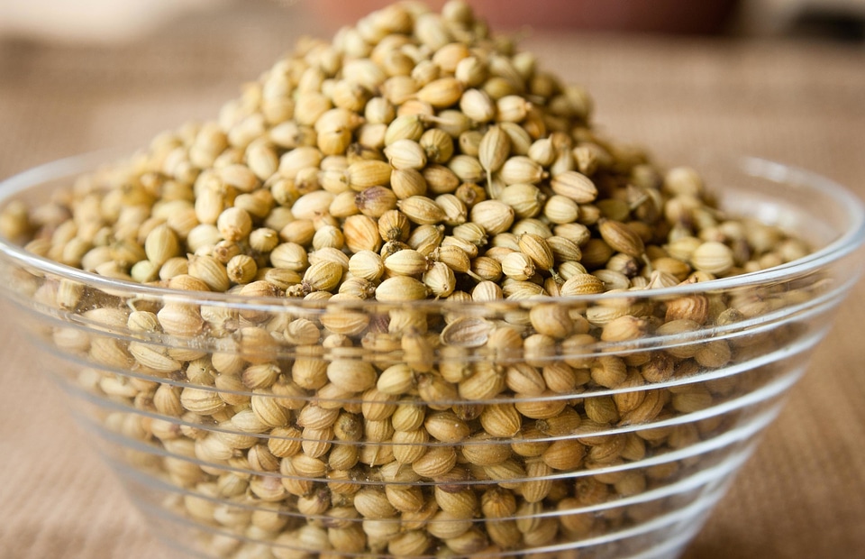 Agriculture bean beans