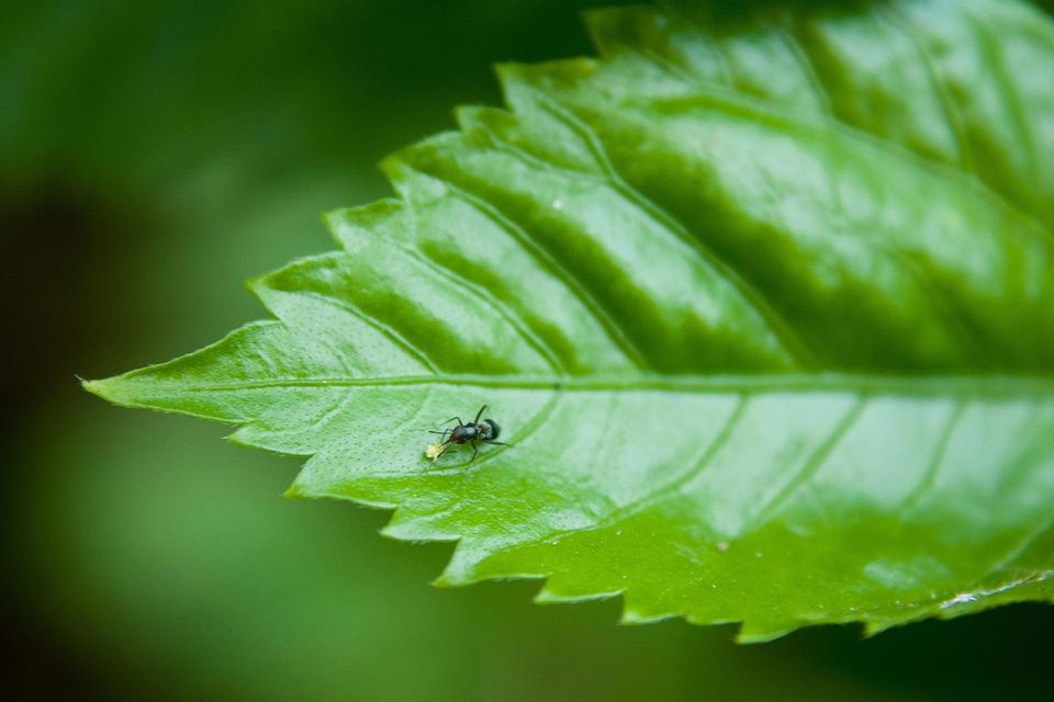 Animal ants arthropod
